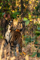 Tigress Marking Territory by Peeing on Tree in Wild Forest Habitat