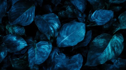 leaves of Spathiphyllum cannifolium in the garden, abstract green texture, nature dark tone background, tropical leaf