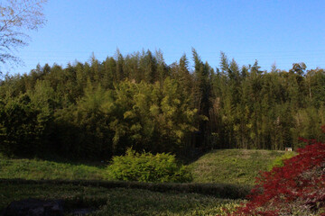 Forest trees in Japan