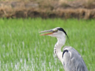 田んぼにいるアオサギ（アップ）