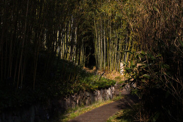 secret bamboo forest in Kyoto Japan