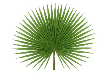 Obraz premium Verdant tropical palm frond displaying lush green hues and detailed texture, isolated on transparent backdrop for design applications