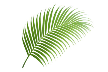 Fototapeta premium Vibrant green palm leaf isolated on a transparent background, perfect for tropical or nature-themed projects