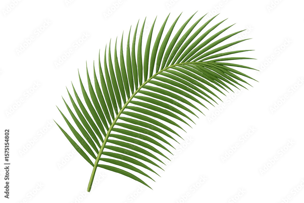 Poster realistic 3d rendering of a single green palm leaf isolated on transparent background, perfect for s