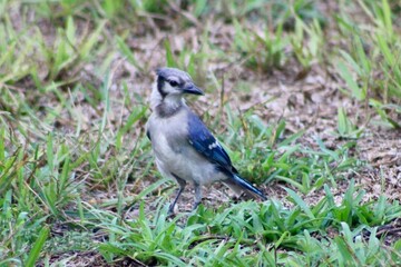 Bluejay