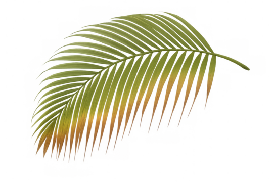 Realistic illustration of a colorful tropical palm leaf with transparent background, perfect for summer and exotic projects