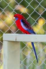 Crimson rosella with beautiful red and blue plumage