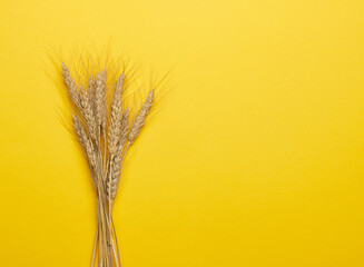 Ears of wheat on a yellow