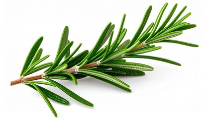 Fototapeta premium Fresh Rosemary Sprig on White Background Close up view of vibrant green rosemary leaves and stem
