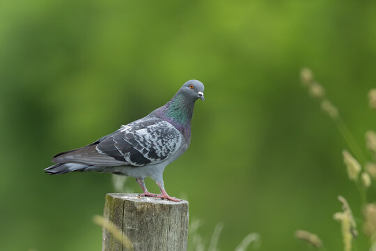 Pidgeon