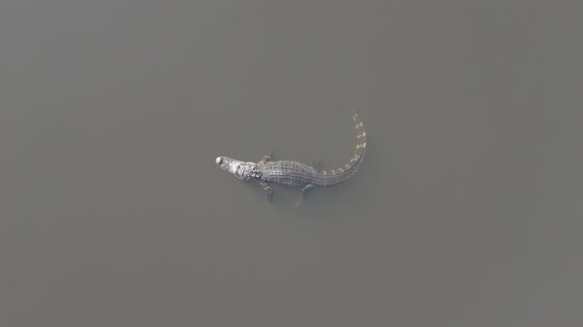 Aerial view of serene swamp with alligator, USA.