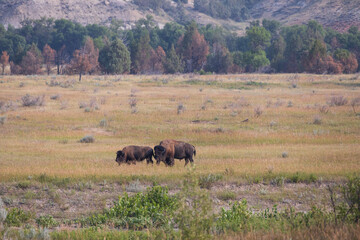 Bison at Theodore Roosevelt National Park, South Unit, North Dakota, USA