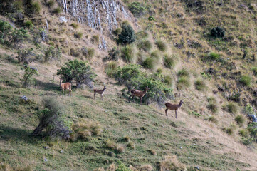 Deer on the Isthmus Peak Track, New Zealand