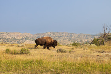 Bison at Theodore Roosevelt National Park, South Unit, North Dakota, USA