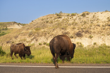 Bison at Theodore Roosevelt National Park, South Unit, North Dakota, USA