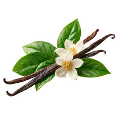Vanilla Flower Sticks Leaves Photo PNG Transparent