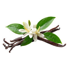 Vanilla Flower Sticks Leaves Photo PNG Transparent