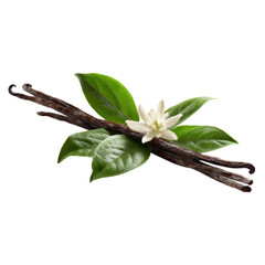 Vanilla Flower Sticks Leaves Photo PNG Transparent