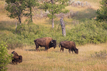 Bison herd at Theodore Roosevelt National Park, South Unit, North Dakota, USA