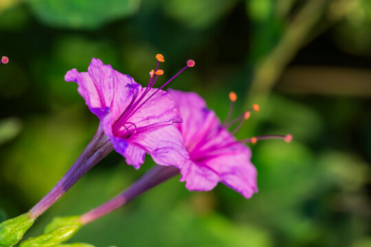 Mirabilis jalapa L. DonDiego de Noche, Dompedros, Periquito, Maravilla del Per&uacute;, Clavellina o Nochera