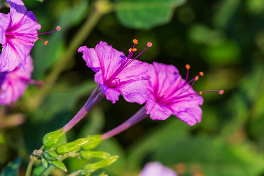 Mirabilis jalapa L. DonDiego de Noche, Dompedros, Periquito, Maravilla del Per&uacute;, Clavellina o Nochera