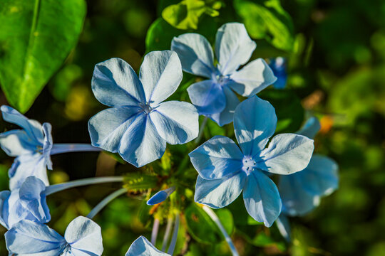Jazm&iacute;n del cielo, Celestina, Plumbago