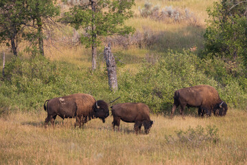 Bison herd at Theodore Roosevelt National Park, South Unit, North Dakota, USA