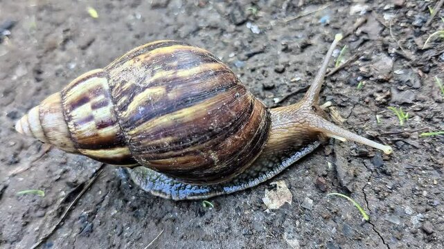 giant african snail on the ground, large land snail crawling on soil, close up of wild Achatina snail shell and body in a damp outdoor environment.