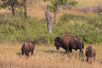 Bison herd at Theodore Roosevelt National Park, South Unit, North Dakota, USA