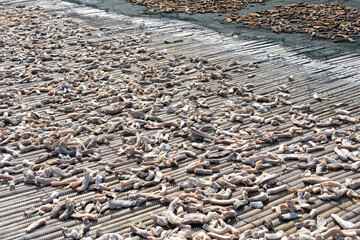 Drying salted fish under the hot sun. It is a traditional preservation method