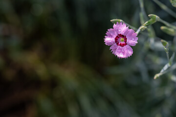 Small pink carnation flower outdoors in the garden, close-up. 