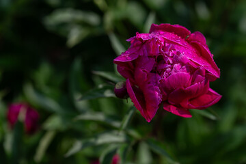 Dark burgundy-red peony flower on the plant outdoors.