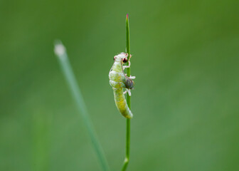 Green lacewing preparing to molt