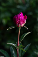 Dark burgundy-red peony flower on the plant outdoors.