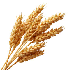 Wheat Ears Photo Stock Object PNG Transparent