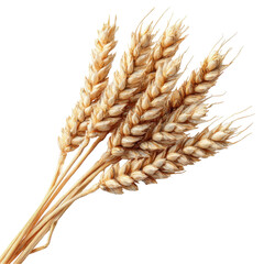Wheat Ears Photo Stock Object PNG Transparent