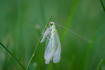 Green lacewing drying wings after molting