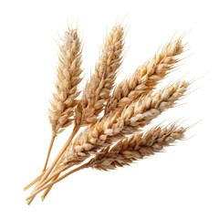 Wheat Ears Photo Stock Object PNG Transparent