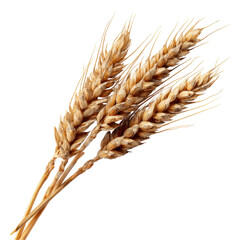 Wheat Ears Photo Stock Object PNG Transparent