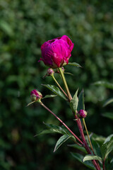 Dark burgundy-red peony flower on the plant outdoors.