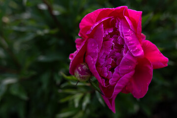 Dark burgundy-red peony flower on the plant outdoors.