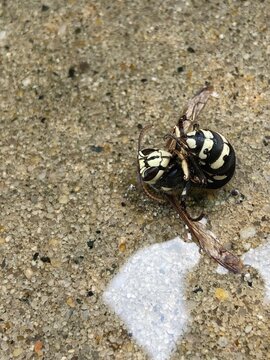 Exterminated Bald Faced Hornet 