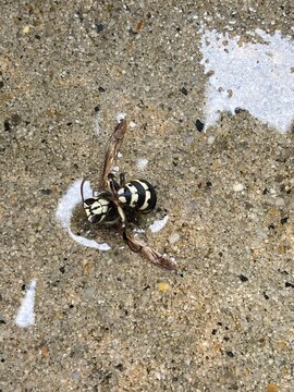 Dead Bald Faced Hornet 
