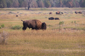 Bison herd at Theodore Roosevelt National Park, South Unit, North Dakota, USA