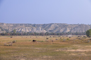 Bison herd at Theodore Roosevelt National Park, South Unit, North Dakota, USA