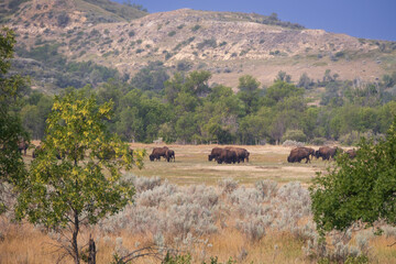 Bison herd at Theodore Roosevelt National Park, South Unit, North Dakota, USA