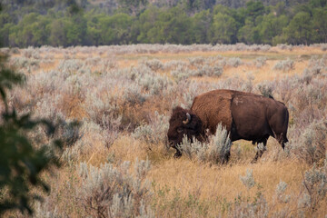 Bison at Theodore Roosevelt National Park, South Unit, North Dakota, USA