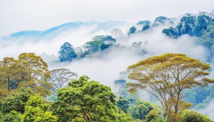 Obraz premium Serene Misty Landscape with Lush Green Trees and Foggy Mountains Under Soft Cloudy Sky