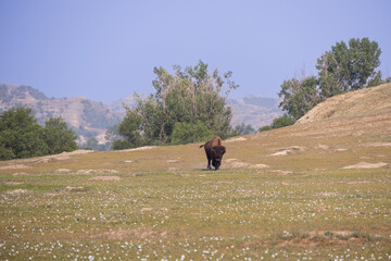 Bison at Theodore Roosevelt National Park, South Unit, North Dakota, USA