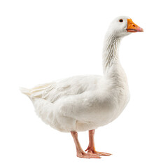 White Domestic Goose Photo Stock PNG Transparent 